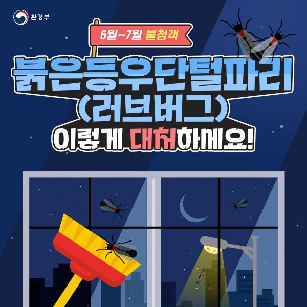 붉은등우단털파리(러브버그) 이렇게 대처하세요! 게시글 썸네일